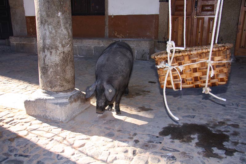 Visita guiada de la Alberca Cerdo de San Antón