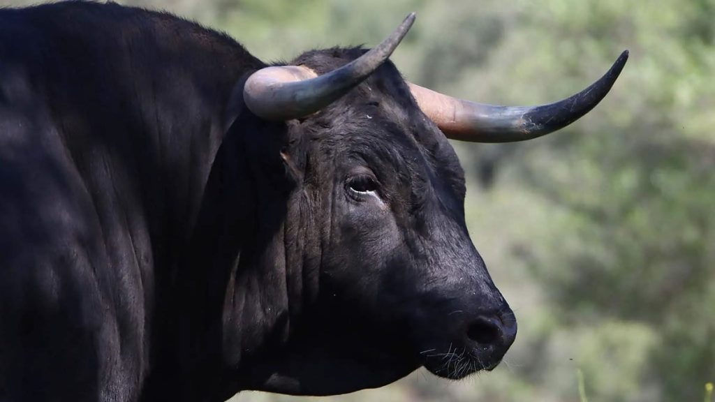 toro-bravo perfecto Visita a una ganadería